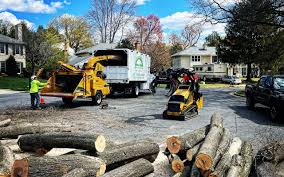 How Our Tree Care Process Works  in  Havelock, NC